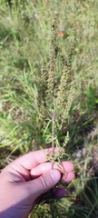 Veronica spuria