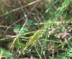 Phaneroptera falcata