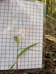 Pterostylis agathicola