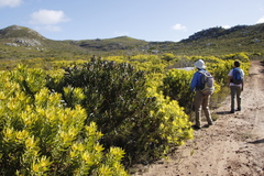 Protea lepidocarpodendron