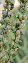 Veronica spuria