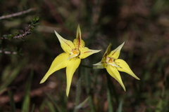 Caladenia flava flava