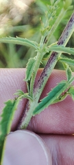 Veronica spuria