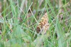 Melitaea phoebe