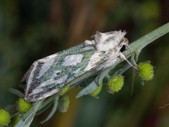 Cucullia argentea