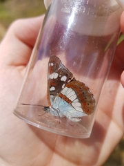 Limenitis reducta