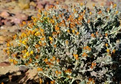 Helichrysum aureofolium