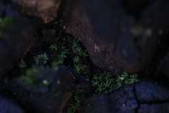 Calymperastrum latifolium