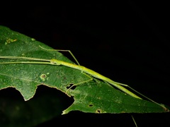 Anarchodes