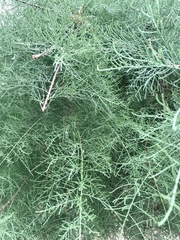Tamarix