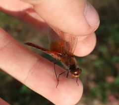 Sympetrum flaveolum