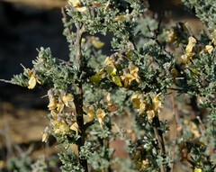 Wiborgia sericea