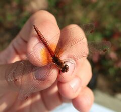 Sympetrum flaveolum
