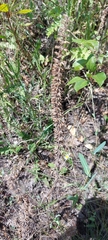 Dracocephalum thymiflorum