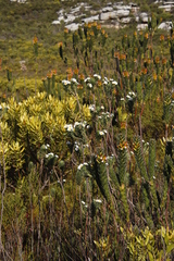 Osmitopsis asteriscoides