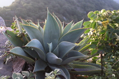 Agave mitis