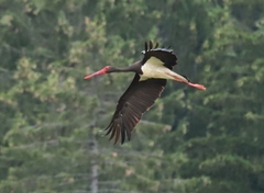 Ciconia nigra