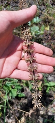 Dracocephalum thymiflorum