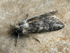 Cucullia artemisiae