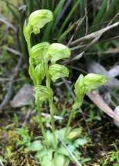 Pterostylis cycnocephala
