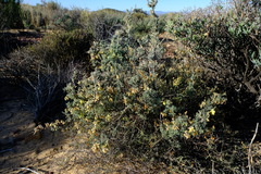 Wiborgia sericea
