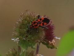 Spilostethus saxatilis