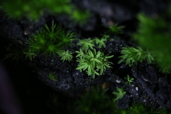 Calymperastrum latifolium