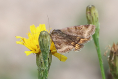 Euclidia glyphica