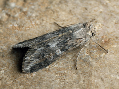 Cucullia artemisiae
