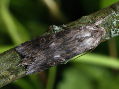 Cucullia artemisiae