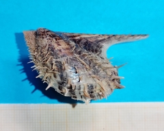 Pteria hirundo