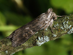 Cucullia artemisiae