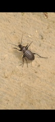 Carabus granulatus