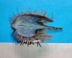 Pteria hirundo