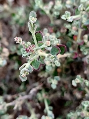 Chenopodium curvispicatum