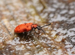 Lemodes coccinea