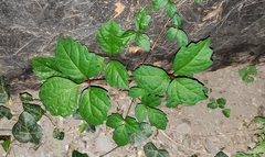 Toxicodendron