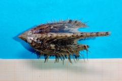 Pteria hirundo