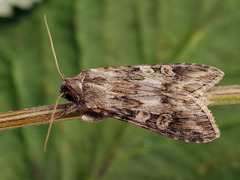 Cucullia artemisiae