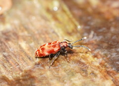 Lemodes coccinea