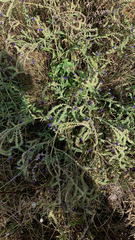 Anchusa officinalis