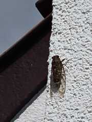 Cicada