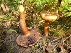 Chroogomphus rutilus