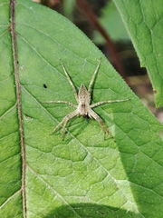 Pisaura