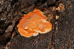 Gloeoporellus merulinus