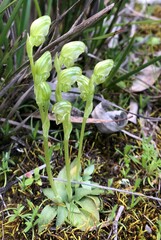 Pterostylis cycnocephala
