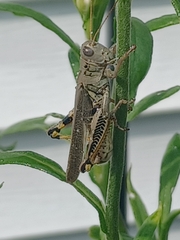 Acrididae