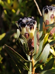 Protea lepidocarpodendron