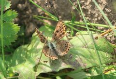 Lycaena tityrus