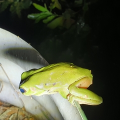 Ranoidea caerulea